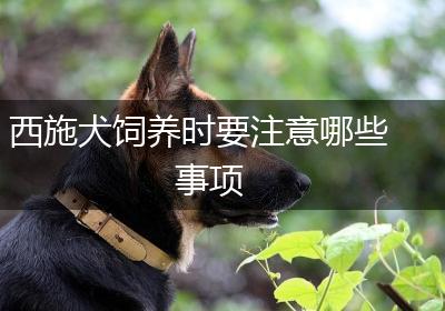 西施犬饲养时要注意哪些事项