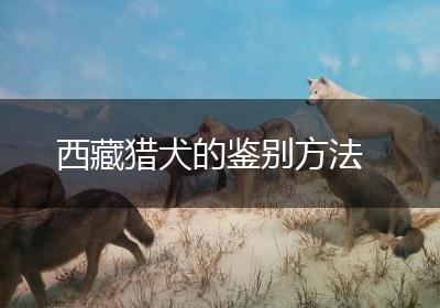 西藏猎犬的鉴别方法