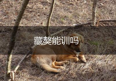 藏獒能训吗