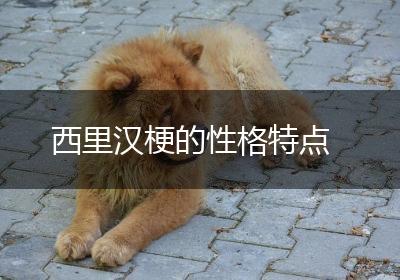 西里汉梗的性格特点