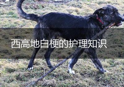 西高地白梗的护理知识