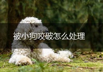 被小狗咬破怎么处理