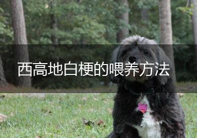 西高地白梗的喂养方法