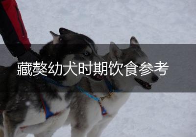 藏獒幼犬时期饮食参考