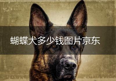 蝴蝶犬多少钱图片京东
