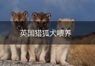 英国猎狐犬喂养