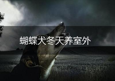 蝴蝶犬冬天养室外