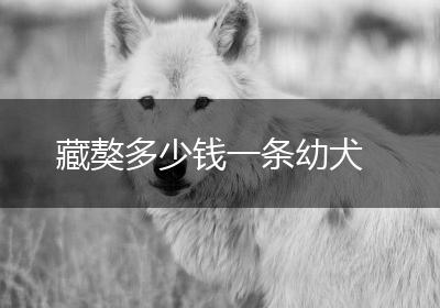 藏獒多少钱一条幼犬