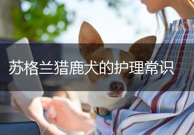 苏格兰猎鹿犬的护理常识
