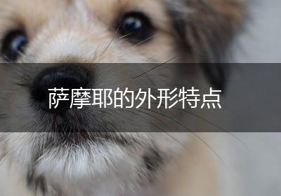 萨摩耶的外形特点