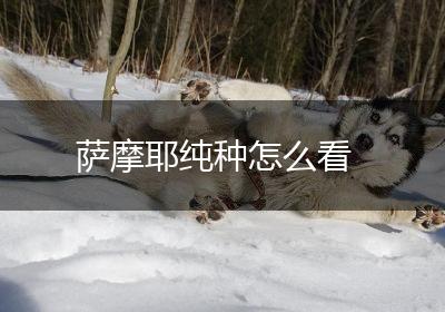 萨摩耶纯种怎么看