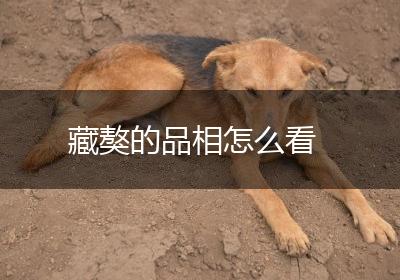 藏獒的品相怎么看