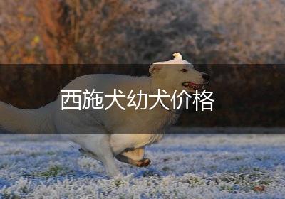 西施犬幼犬价格