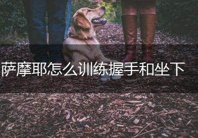 萨摩耶怎么训练握手和坐下