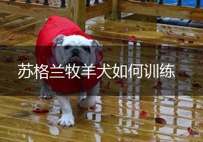 苏格兰牧羊犬如何训练