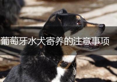 葡萄牙水犬寄养的注意事项
