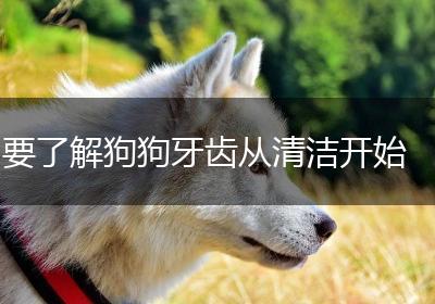要了解狗狗牙齿从清洁开始