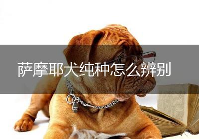 萨摩耶犬纯种怎么辨别