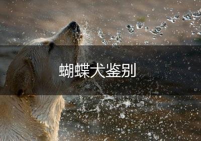 蝴蝶犬鉴别