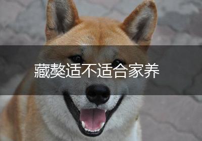 藏獒适不适合家养