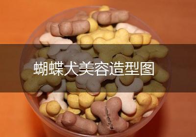 蝴蝶犬美容造型图