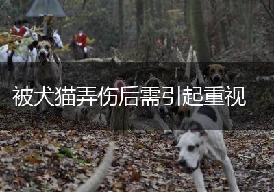 被犬猫弄伤后需引起重视