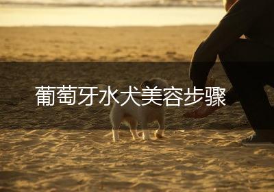 葡萄牙水犬美容步骤