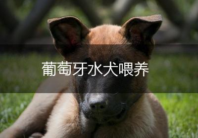 葡萄牙水犬喂养