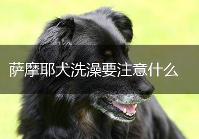 萨摩耶犬洗澡要注意什么