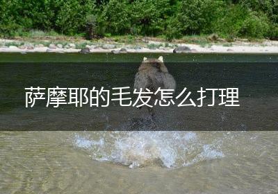 萨摩耶的毛发怎么打理