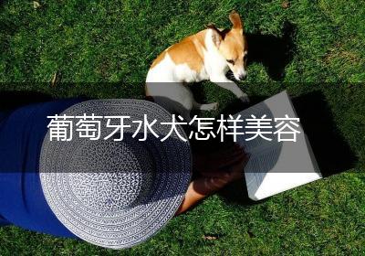 葡萄牙水犬怎样美容