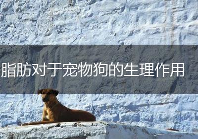 脂肪对于宠物狗的生理作用