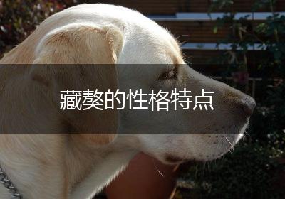 藏獒的性格特点