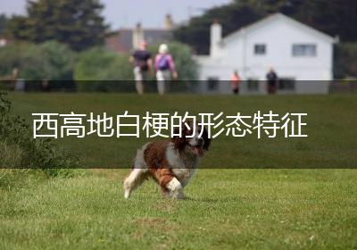 西高地白梗的形态特征