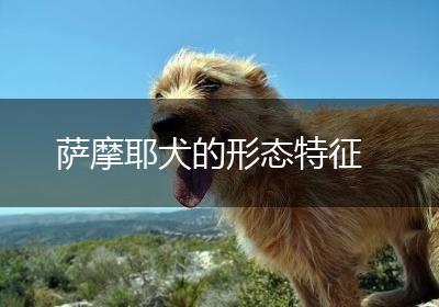 萨摩耶犬的形态特征