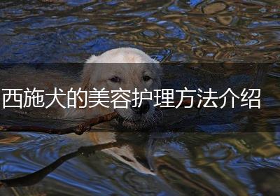 西施犬的美容护理方法介绍
