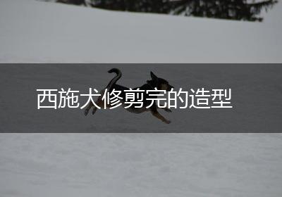 西施犬修剪完的造型