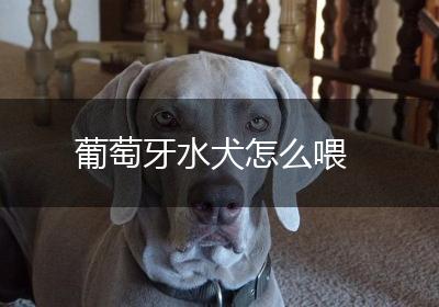 葡萄牙水犬怎么喂