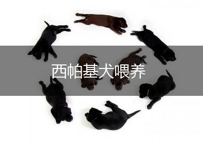 西帕基犬喂养