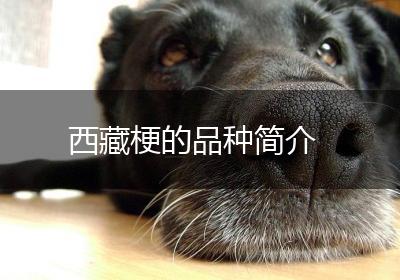 西藏梗的品种简介