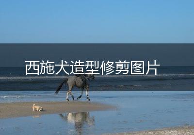 西施犬造型修剪图片