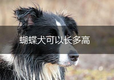 蝴蝶犬可以长多高