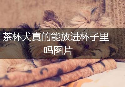 茶杯犬真的能放进杯子里吗图片