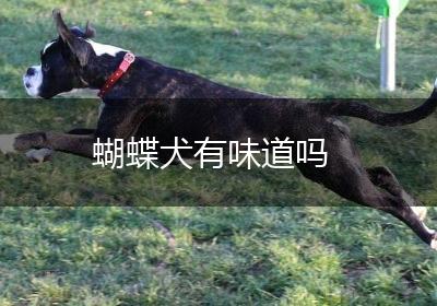 蝴蝶犬有味道吗