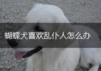 蝴蝶犬喜欢乱仆人怎么办
