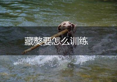 藏獒要怎么训练