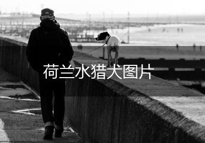 荷兰水猎犬图片