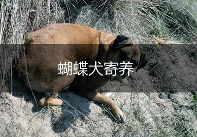 蝴蝶犬寄养