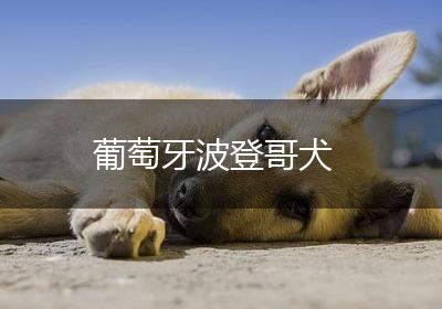 葡萄牙波登哥犬