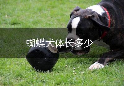 蝴蝶犬体长多少